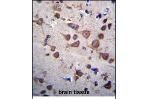 PIGA Antibody (C-term) (ABIN656312 and ABIN2845614) immunohistochemistry analysis in formalin fixed and paraffin embedded human brain tissue followed by peroxidase conjugation of the secondary antibody and DAB staining. (PIGA antibody  (C-Term))