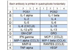 Image no. 1 for Human Cytokine Array Q1 (ABIN625718) (Human Cytokine Array Q1)