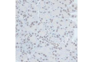Immunohistochemistry of paraffin-embedded rat pancreas using ZNF703 antibody (ABIN7271524) at dilution of 1:100 (40x lens). (ZNF703 antibody  (AA 160-290))