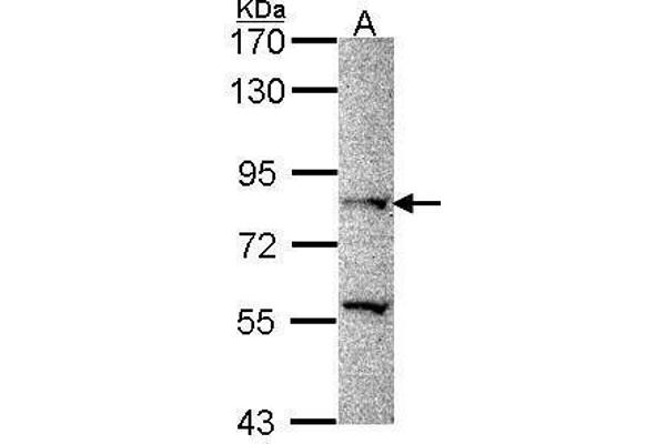 PRDM8 anticorps  (N-Term)