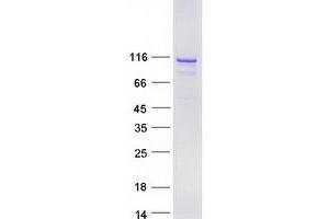 Validation with Western Blot