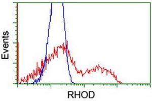 HEK293T cells transfected with either RC201722 overexpress plasmid (Red) or empty vector control plasmid (Blue) were immunostained by anti-RHOD antibody (ABIN2455263), and then analyzed by flow cytometry. (RHOD antibody)