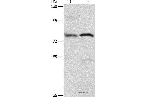 Western blot analysis of 293T cell and human fetal brain tissue, using ATXN1 Polyclonal Antibody at dilution of 1:800 (Ataxin 1 antibody)
