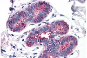 Anti-GPRC5A / RAI3 antibody  ABIN1048906 IHC staining of human breast. (GPRC5A antibody  (Cytoplasmic Domain))