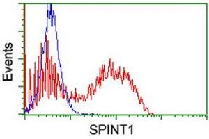 Image no. 1 for anti-serine Peptidase Inhibitor, Kunitz Type 1 (SPINT1) antibody (ABIN1501109) (SPINT1 antibody)