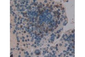 IHC-P analysis of Mouse Tissue, with DAB staining. (STAP1 antibody  (AA 1-297))
