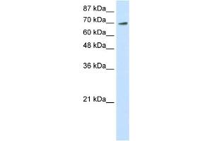 WB Suggested Anti-ELF4 Antibody Titration:  0.