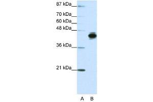 Western Blotting (WB) image for anti-Keratin 18 (KRT18) (N-Term) antibody (ABIN2778669)