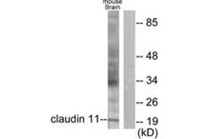 Western blot analysis of extracts from mouse brain cells, using Claudin 11 Antibody. (Claudin 11 antibody  (AA 158-207))