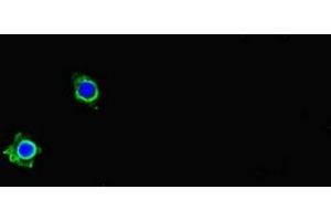 Immunofluorescent analysis of Hela cells using ABIN7162730 at dilution of 1:100 and Alexa Fluor 488-congugated AffiniPure Goat Anti-Rabbit IgG(H+L) (PDLIM5 antibody  (AA 268-404))