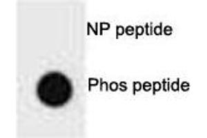 Dot blot analysis of p-PTEN antibody. (PTEN antibody  (pSer385))