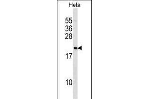 IP2 Antibody (N-term) (ABIN1539498 and ABIN2848464) western blot analysis in Hela cell line lysates (35 μg/lane). (PAIP2 antibody  (N-Term))