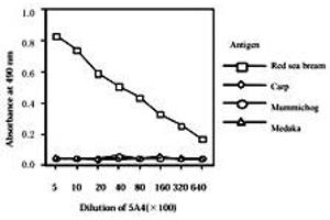 Standard curve for red sea bream, carp, mummichog and medaka ELISA, using Vitellogenin monoclonal antibody, clone 5A4  .