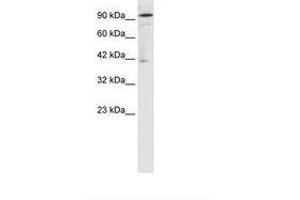 Image no. 1 for anti-OTU Domain Containing 7B (OTUD7B) (AA 559-608) antibody (ABIN202938) (OTUD7B antibody  (AA 559-608))