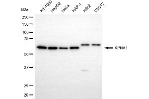 Western blotting analysis using KPNA1 antibody (ABIN7799158). (KPNA1 antibody)