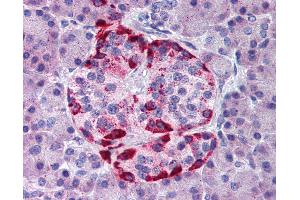 Anti-EPHA2 antibody IHC of human pancreas. (EPH Receptor A2 antibody  (AA 450-500))