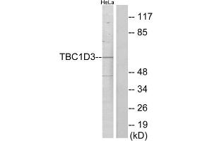 Western blot analysis of extracts from HeLa cells, using TBC1D3 antibody. (TBC1D3 antibody  (C-Term))