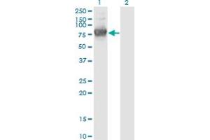 Western Blot analysis of KLHL1 expression in transfected 293T cell line by KLHL1 monoclonal antibody (M09), clone 3C2.