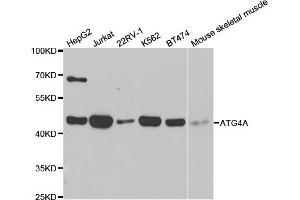 Western blot analysis of extracts of various cell lines, using ATG4A antibody (ABIN5971419) at 1/1000 dilution. (ATG4A antibody)