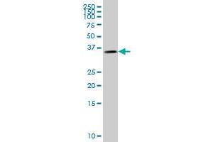 Glycogenin 1 antibody  (AA 1-73)