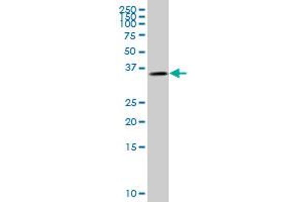 Glycogenin 1 antibody  (AA 1-73)