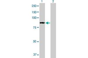 Western Blot analysis of PFKL expression in transfected 293T cell line by PFKL MaxPab polyclonal antibody.