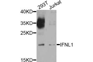 Western blot analysis of extracts of various cell lines, using IFNL1 antibody.