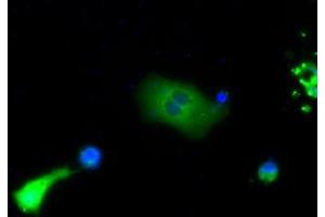 Anti-BTK mouse monoclonal antibody (ABIN2452834) immunofluorescent staining of COS7 cells transiently transfected by pCMV6-ENTRY BTK (RC211582). (BTK antibody)