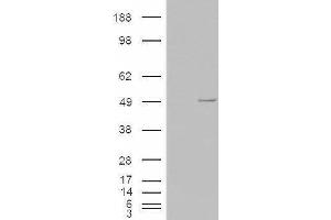 Western Blotting (WB) image for Casein Kinase 1, epsilon (CSNK1E) peptide (ABIN369530) (Casein Kinase 1, epsilon (CSNK1E) Peptide)