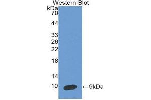 Western Blotting (WB) image for anti-serpin Peptidase Inhibitor, Clade B (Ovalbumin), Member 4 (SERPINB4) (AA 144-298) antibody (ABIN1860497) (SERPINB4 antibody  (AA 144-298))