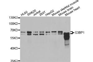 Western blot analysis of extracts of various cell lines, using G3BP1 antibody. (G3BP1 antibody)