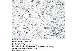 Rabbit Anti-CUGBP2 Antibody  Paraffin Embedded Tissue: Human Heart Cellular Data: Myocardial cells Antibody Concentration: 4.
