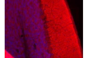 Indirect immunohistochemistry of a mouse cerebellum section (dilution 1 : 100; red).