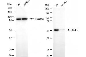 Western blotting analysis using SUFU antibody (ABIN7800467). (SUFUH antibody)