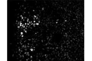 Sample Type: Embryonic Spinal Cord  Dilution: 1:200 (ZEB2 antibody  (N-Term))