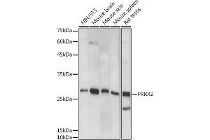 Western blot analysis of extracts of various cell lines, using PRRX2 antibody (ABIN7269158) at 1:1000 dilution. (PRRX2 antibody)