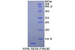 SDS-PAGE (SDS) image for Heat Shock 70kDa Protein 8 (HSPA8) (AA 534-615) protein (His tag) (ABIN1079814) (Hsc70 Protein (AA 534-615) (His tag))