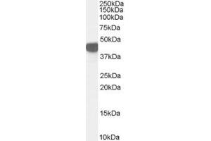 ABIN190834 (0. (ASS1 antibody  (Internal Region))
