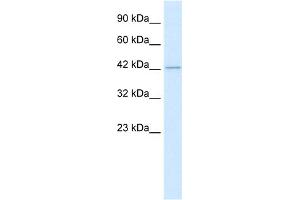 WB Suggested Anti-HDAC8 Antibody Titration:  0. (HDAC8 antibody  (C-Term))