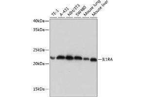 Western blot analysis of extracts of various cell lines, using IL1RA Rabbit mAb (ABIN7267971) at 1:1000 dilution. (IL1RN antibody)