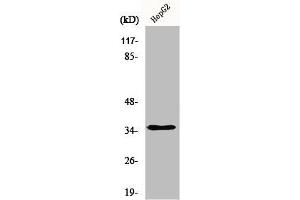 Western Blot analysis of HepG2 cells using hnRNP A2/B1 Polyclonal Antibody (HNRNPA2B1 antibody  (N-Term))
