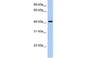 Western Blotting (WB) image for anti-Family with Sequence Similarity 105, Member A (FAM105A) antibody (ABIN2459286) (FAM105A antibody)
