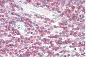 ABIN308441 (3. (DPM1 antibody  (N-Term))