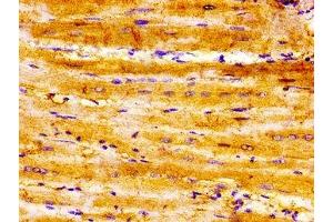 IHC image of ABIN7168784 diluted at 1:300 and staining in paraffin-embedded human heart tissue performed on a Leica BondTM system. (SEMA3A antibody  (AA 357-445))