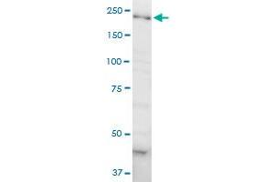 DOCK4 monoclonal antibody (M01), clone 3E7. (DOCK4 antibody  (AA 1867-1966))