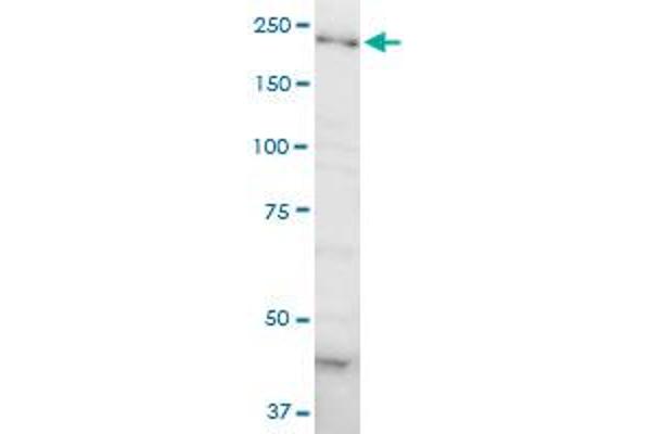 DOCK4 antibody  (AA 1867-1966)