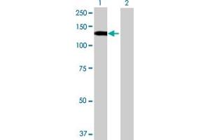 Western Blot analysis of STK31 expression in transfected 293T cell line by STK31 MaxPab polyclonal antibody. (STK31 antibody  (AA 1-1019))