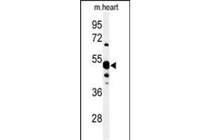 Western blot analysis of 5NT1A Antibody (N-term) (ABIN653871 and ABIN2843123) in mouse heart tissue lysates (35 μg/lane). (NT5C1A antibody  (N-Term))