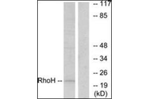 RHOH抗体（C-Term）