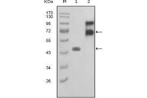 Western blot analysis using FBLN2 mouse mAb against truncated FBLN2-Trx recombinant protein (1) and truncated FBLN2 (aa28-444)-hIgGFc transfected COS7 cell lysate(2).